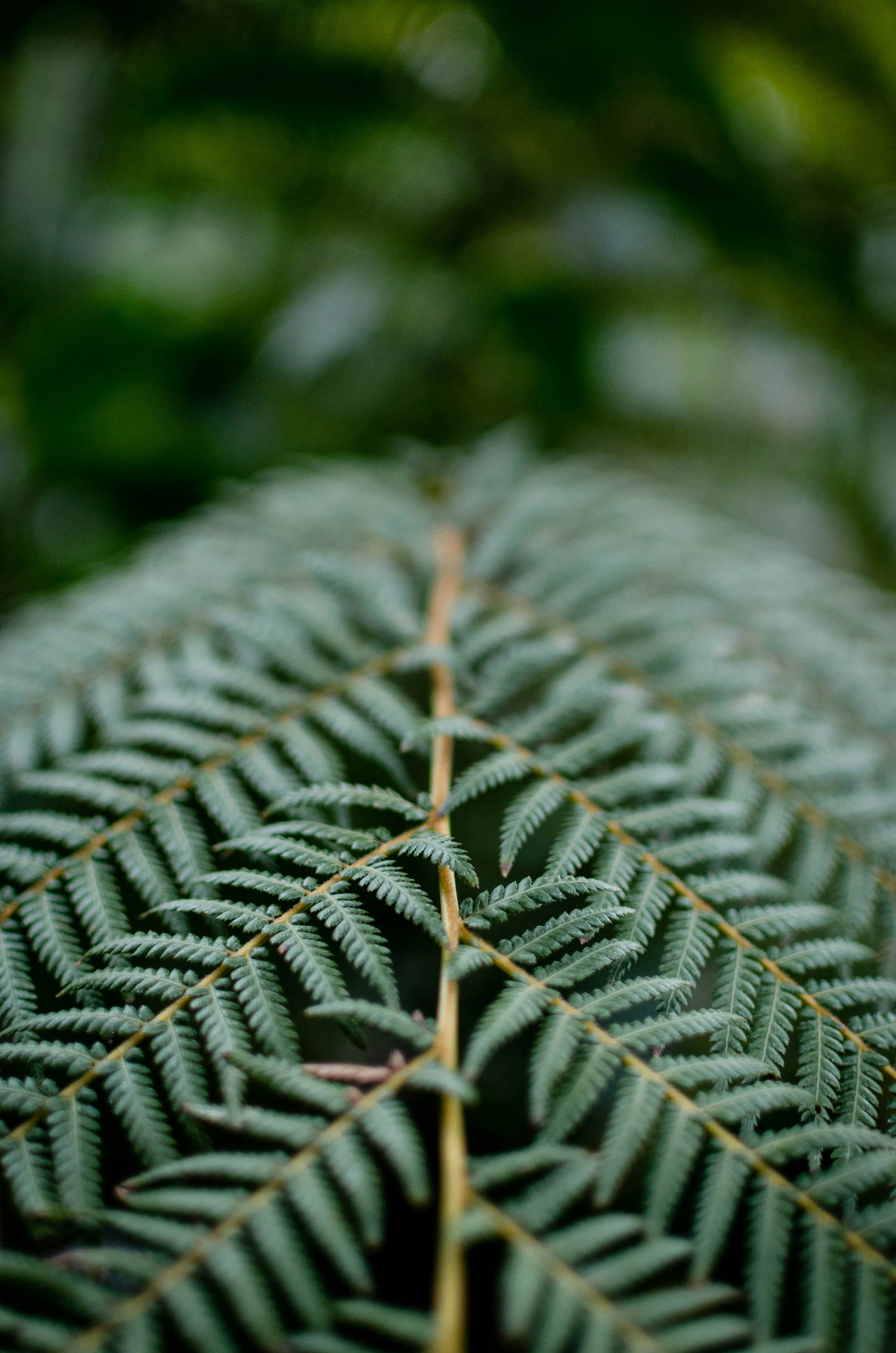 green fern